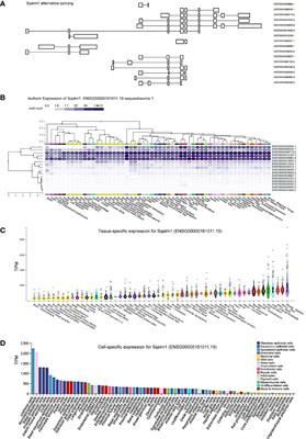 Bioinformatics-Driven Identification of p62 as A Crucial Oncogene in Liver Cancer